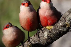 Astelds a amarants - vše o životě neobvyklých ptáků Astelds a amarants - vše o životě neobvyklých ptáků